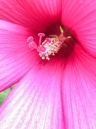 set of bright large pink hibiscus flowers buds and leaves isolated on backgroundの写真素材