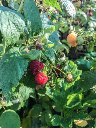 Raspberry ripen on the bush in summer. Organic Food. Style Top View Group Objectsの写真素材