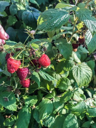Raspberry ripen on the bush in summer. Organic Food. Style Top View Group Objectsの写真素材