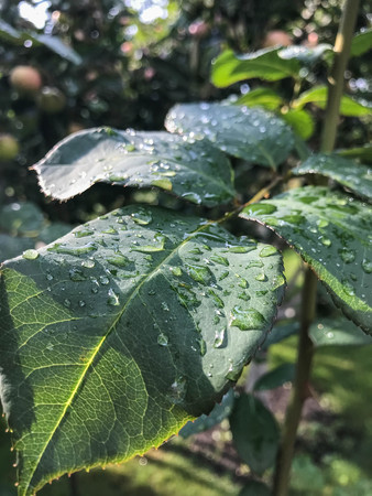 green rose leaf with rain drops closeup. Green red rose leaves with red streaks and clear drops of water. Beauty and freshness of nature after rain.の写真素材