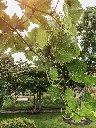 the grape ripens on the branches in the summer Organic Food. Style Top View Group Objectsの写真素材