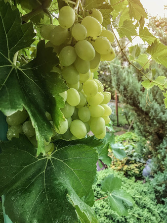 the grape ripens on the branches in the summer Organic Food. Style Top View Group Objectsの写真素材