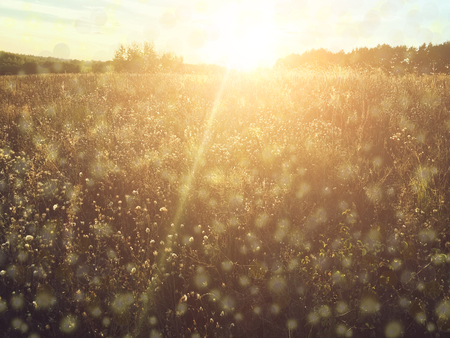 the autumn forest after the cold rainの写真素材