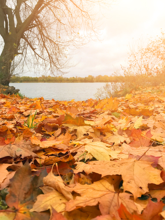 a lot of yellow leaves in the autumn forestの写真素材