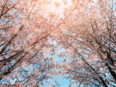 Flowering sakura blossom in a spring garden on a sunny dayの写真素材