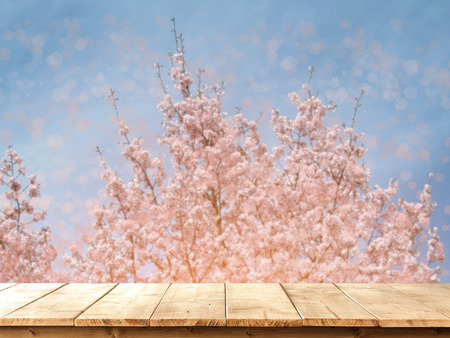 Flowering sakura blossom in a spring garden on a sunny dayの写真素材