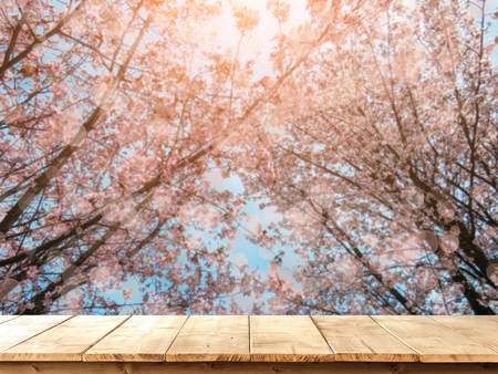 Flowering sakura blossom in a spring garden on a sunny dayの写真素材