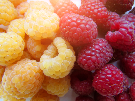 the yellow and red raspberry is very beautifulの写真素材