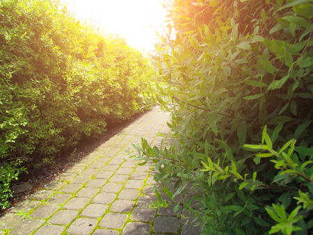 Evergreen bushes and shrubs in sunlight. Modern landscaping. Summer garden or park design.の写真素材