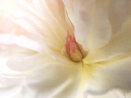 the White and delicate flowering peony close-upの写真素材