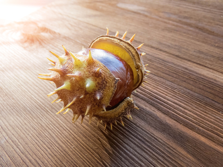 Ripe chestnuts on old wooden table close up with copy space. autumn background copy space. group of objects. Style Top Viewの写真素材