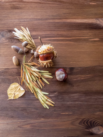 Ripe chestnuts on old wooden table close up with copy space. autumn background copy space. group of objects. Style Top Viewの写真素材