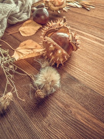 Ripe chestnuts on old wooden table close up with copy space. autumn background copy space. group of objects. Style Top Viewの写真素材