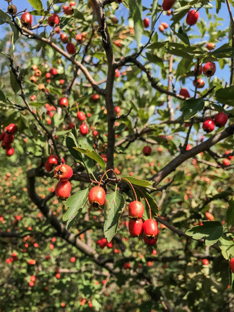 Ripe rosehip fruit close up. Dog-rose grow with equisetum on bokeh background. Herbal treatment. Thicket of horsetail. Wild briar bushの写真素材