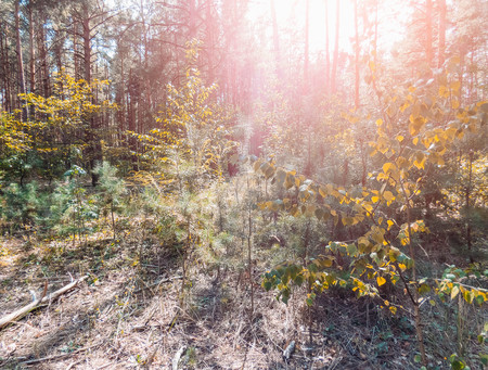 autumn forest trees. nature green wood sunlight backgrounds Style Topの写真素材