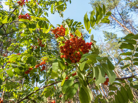 A beautiful branch of a rowan tree with red berries on a light gray sky in the garden. Bright color image of nature. Style Topの写真素材