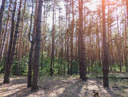 autumn forest trees. nature green wood sunlight backgrounds Style Topの写真素材