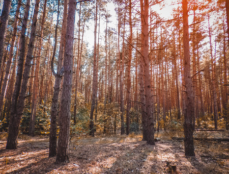 autumn forest trees. nature green wood sunlight backgrounds Style Topの写真素材