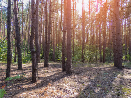 autumn forest trees. nature green wood sunlight backgrounds Style Topの写真素材
