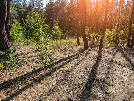 autumn forest trees. nature green wood sunlight backgrounds Style Topの写真素材