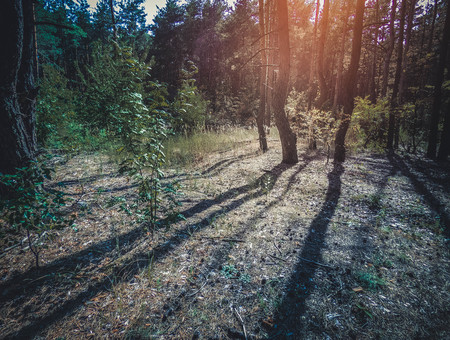 autumn forest trees. nature green wood sunlight backgrounds Style Topの写真素材