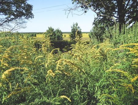 Solidago or Woundwort yellow herb flowers commonly called goldenrods, a genus of species of flowering plants in the family of asters field natural background Style Topの写真素材