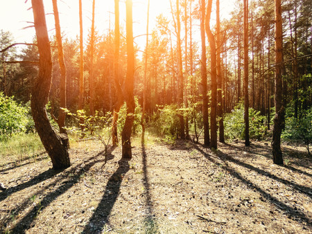 autumn forest trees. nature green wood sunlight backgrounds Style Topの写真素材