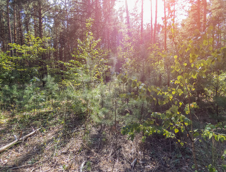 autumn forest trees. nature green wood sunlight backgrounds Style Topの写真素材