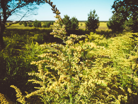 Solidago or Woundwort yellow herb flowers commonly called goldenrods, a genus of species of flowering plants in the family of asters field natural background Style Topの写真素材