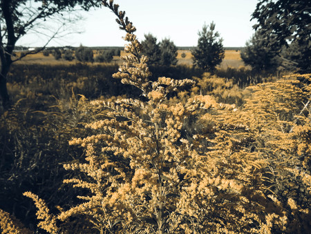 Solidago or Woundwort yellow herb flowers commonly called goldenrods, a genus of species of flowering plants in the family of asters field natural background Style Topの写真素材