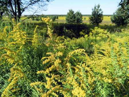 Solidago or Woundwort yellow herb flowers commonly called goldenrods, a genus of species of flowering plants in the family of asters field natural background Style Topの写真素材