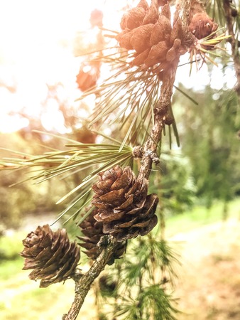 Pine cones on the branch autumn forest treesin the sun. nature green wood sunlight backgrounds Style Topの写真素材