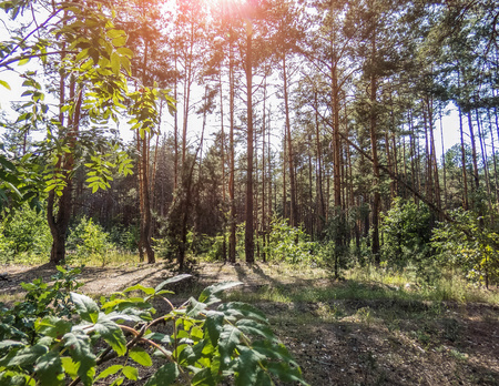 autumn forest trees. nature green wood sunlight backgrounds Style Topの写真素材