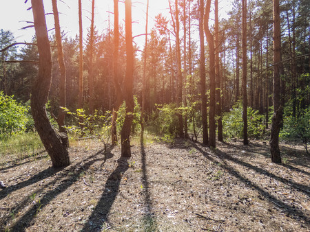 autumn forest trees. nature green wood sunlight backgrounds Style Topの写真素材