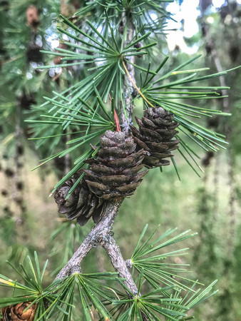 Pine cones on the branch autumn forest trees. nature green wood sunlight backgrounds Style Topの写真素材