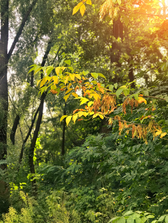 autumn forest trees. nature green wood sunlight backgrounds Style Topの写真素材