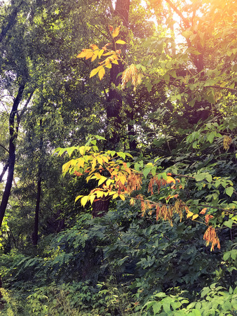 autumn forest trees. nature green wood sunlight backgrounds Style Topの写真素材