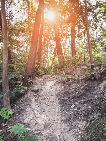 autumn forest trees. nature green wood sunlight backgrounds Style Topの写真素材