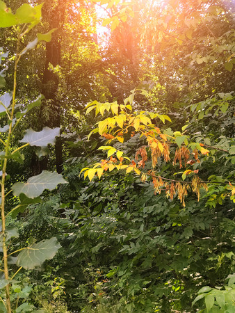 autumn forest trees. nature green wood sunlight backgrounds Style Topの写真素材