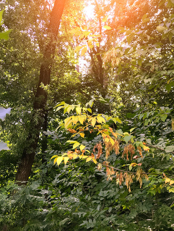 autumn forest trees. nature green wood sunlight backgrounds Style Topの写真素材