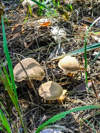 Growing mushrooms in the autumn forest. Mushrooms growing under the tree. Mushroom pickingの写真素材