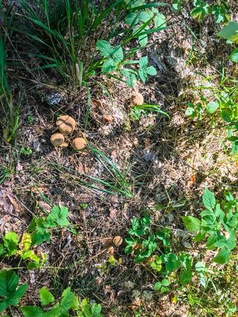 Growing mushrooms in the autumn forest. Mushrooms growing under the tree. Mushroom pickingの写真素材