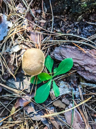 Growing mushrooms in the autumn forest. Mushrooms growing under the tree. Mushroom pickingの写真素材