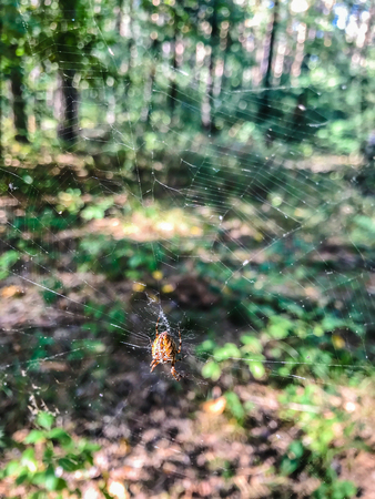 Sunlight on a delicate spider web between the trees in a green forest. Raindrops on the spider web. Sunlight filtering through the trees.の写真素材