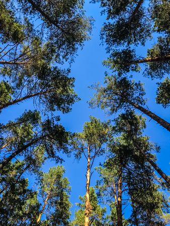 Tops of pine dewevies against the background of the sunny blue sky.の写真素材