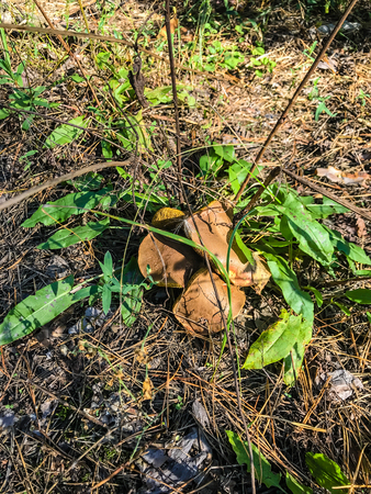 Growing mushrooms in the autumn forest. Mushrooms growing under the tree. Mushroom pickingの写真素材