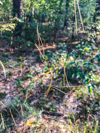 Sunlight on a delicate spider web between the trees in a green forest. Raindrops on the spider web. Sunlight filtering through the trees.の写真素材