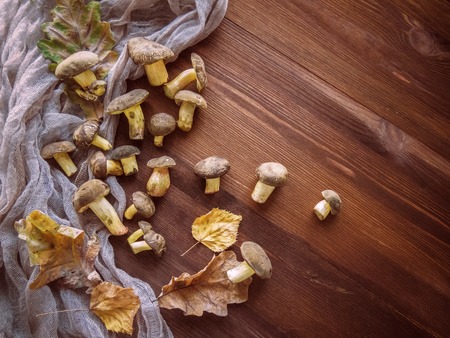 Background of wood and freshly picked Polish mushrooms Top view of mushrooms on wooden backgroundの写真素材