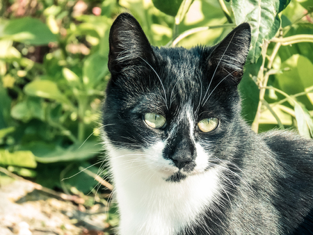Portrait black and white cat sitting in garden. Cat looking at the front in a garden in daytime lighting Cat's face close-up. A pet in nature. Bokeh. The village, the park. summerの写真素材
