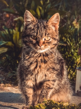 The muzzle of a brown domestic cat. The cat looks up. Yellow-green blurry background with circles. Cat's face close-up. A pet in nature. Bokeh. The village, the park. Autumn.の写真素材